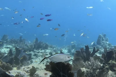 GPS Coordinates for Key West Dive Sites: Advanced Planning for Private Charters