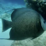 Group Discounts Unlocked: How to Save 25% on Key West Diving with Friends