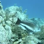 Discover Scuba: How Beginners Can Dive Key West's Breathtaking Reefs in Just One Day