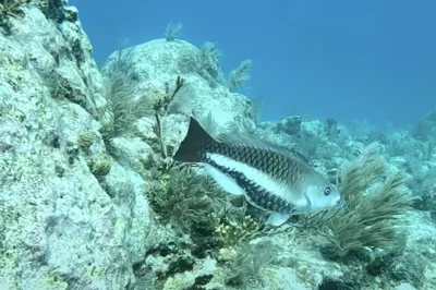 Discover Scuba: How Beginners Can Dive Key West’s Breathtaking Reefs in Just One Day