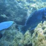 Junior Open Water Certification in Key Largo: Transform Your Teenager from Video Gamer to Underwater Explorer