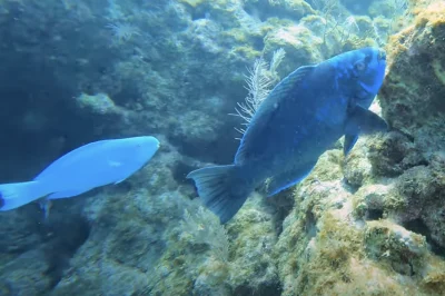 Junior Open Water Certification in Key Largo: Transform Your Teenager from Video Gamer to Underwater Explorer