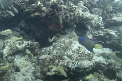 60+ and Still Diving: Key West Operators That Specialize in Senior Diver Comfort