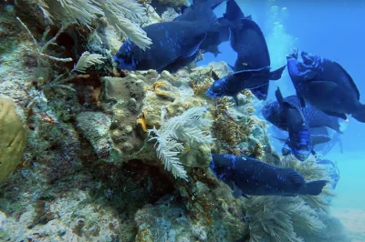 Key West vs. Key Largo: Which Florida Keys Destination Offers Better Diving?