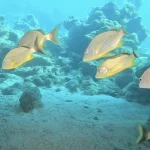Maximum Dive Group Size Safety: Why We Limit Groups to 6 Divers with One Professional Guide