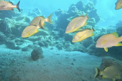 Maximum Dive Group Size Safety: Why We Limit Groups to 6 Divers with One Professional Guide