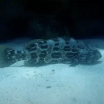 Moon Phase Effect on Night Diving: Why the New Moon Creates the Most Spectacular Bioluminescence