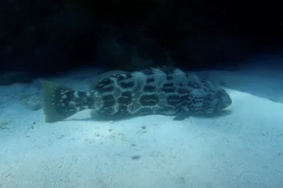 Moon Phase Effect on Night Diving: Why the New Moon Creates the Most Spectacular Bioluminescence