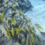 Off-Season Diving in Key West: Lower Prices, Fewer Crowds, Amazing Visibility