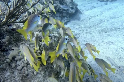 Off-Season Diving in Key West: Lower Prices, Fewer Crowds, Amazing Visibility