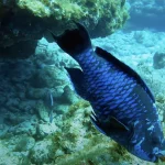 Open Water Diver Friendly Sites in Florida: The 7 Key Largo Locations Perfect for Your Certification Dives