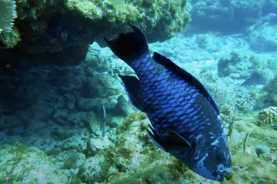 Open Water Diver Friendly Sites in Florida: The 7 Key Largo Locations Perfect for Your Certification Dives