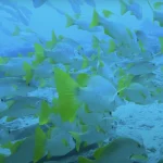 Post-Certification Diving in the Florida Keys: The Critical Skills You'll Master in Your First 10 Dives