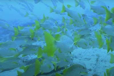 Post-Certification Diving in the Florida Keys: The Critical Skills You’ll Master in Your First 10 Dives
