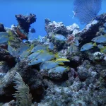 Rainy Season Impact: Why Precipitation Actually IMPROVES Diving Conditions in Key West