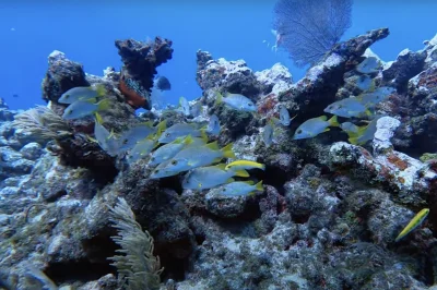 Rainy Season Impact: Why Precipitation Actually IMPROVES Diving Conditions in Key West