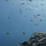 Reef Diving for Inexperienced Divers: How Key Largo's Protected Marine Sanctuary Creates Perfect Learning Conditions
