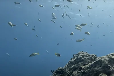 Reef Diving for Inexperienced Divers: How Key Largo's Protected Marine Sanctuary Creates Perfect Learning Conditions