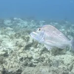 Resort Course vs. Full Certification: The Price Breakdown for Key West Dive Options