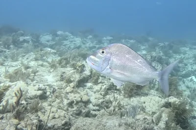 Resort Course vs. Full Certification: The Price Breakdown for Key West Dive Options