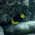 Shark Diving Ethical Practices in Florida: Why No-Feeding Policies Create Better Encounters