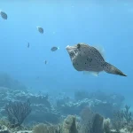 Snorkeling and Diving Same Boat: How Our Unique Setup Keeps the Whole Family Together