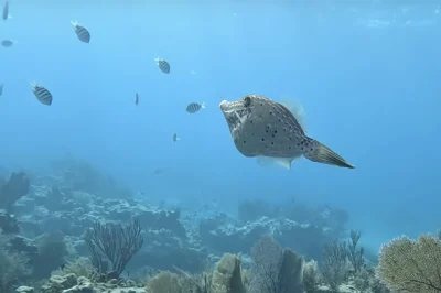 Snorkeling and Diving Same Boat: How Our Unique Setup Keeps the Whole Family Together