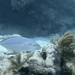 Spring Break in Key West: How to Find Uncrowded Dive Sites During Peak Season