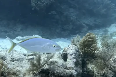 Spring Break in Key West: How to Find Uncrowded Dive Sites During Peak Season