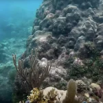 Surface Marker Buoy Regulations: The Essential Safety Equipment Required for All Key Largo Drift Dives