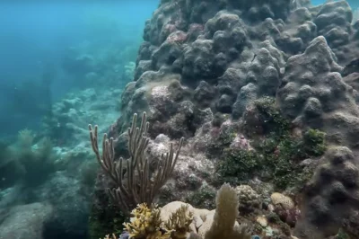 Surface Marker Buoy Regulations: The Essential Safety Equipment Required for All Key Largo Drift Dives