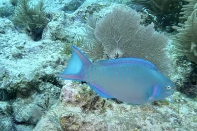 The Ultimate Honeymoon: Combining Romance and Adventure with Key West Diving