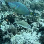 Marine Protected Areas: Understanding Key West Diving Restrictions and Rules