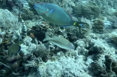 Marine Protected Areas: Understanding Key West Diving Restrictions and Rules