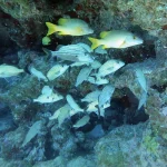 Underwater Archaeology Diving in Florida: Explore Documented Shipwrecks Dating Back to the 1600s