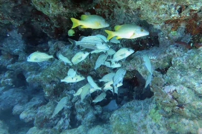 Underwater Archaeology Diving in Florida: Explore Documented Shipwrecks Dating Back to the 1600s