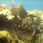 Underwater Videography Diving: The Equipment and Techniques for Capturing Professional-Quality Reef Footage