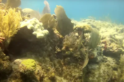 Underwater Videography Diving: The Equipment and Techniques for Capturing Professional-Quality Reef Footage