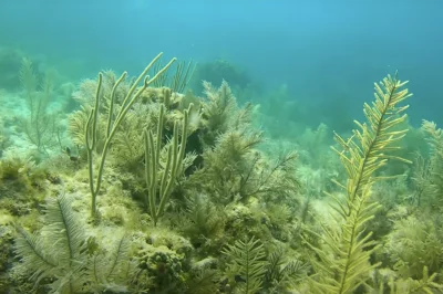 Underwater Weddings in Key West: Say "I Do" in Scuba Blue