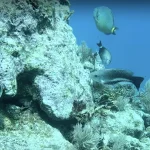 Winter Diving in Florida: The Temperature Compensation Algorithm That Changes Everything Below 70°F