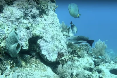 Winter Diving in Florida: The Temperature Compensation Algorithm That Changes Everything Below 70°F