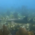 Wreck Penetration in Key West: The Advanced Diving Experience That's Worth the Certification