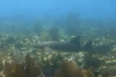 Wreck Penetration in Key West: The Advanced Diving Experience That's Worth the Certification