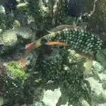 Nitrox Tanks in Key West: Where to Fill, What to Pay, and Why It's Worth It