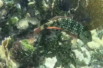 Nitrox Tanks in Key West: Where to Fill, What to Pay, and Why It's Worth It